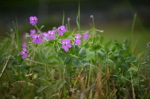 Garden Stork's-bill (Erodium manescavi)