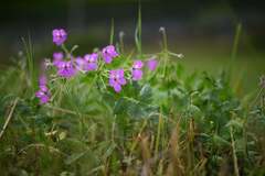 Erodium manescavi, photograph (c) Flavien Saboureau, some rights reserved (CC BY)