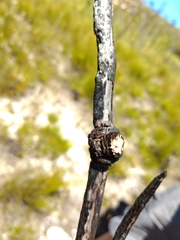 Caerostris corticosa