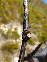 Caerostris corticosa