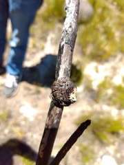 Caerostris corticosa