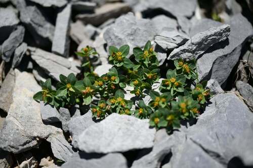 Euphorbia pyrenaica (Euphorbia pyrenaica)