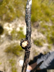 Caerostris corticosa