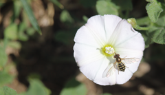 Toxomerus vertebratus