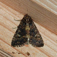 Condica albigera