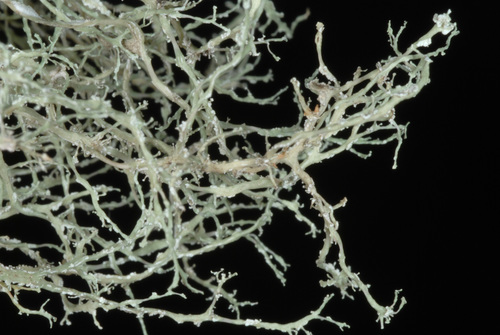 Quipu Lichen