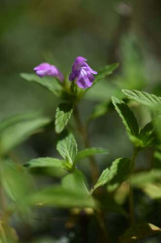 Pyrenean hemp-nettle (Galeopsis pyrenaica)