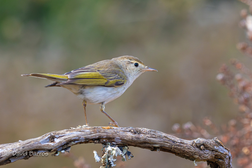 Pouillot de Bonelli