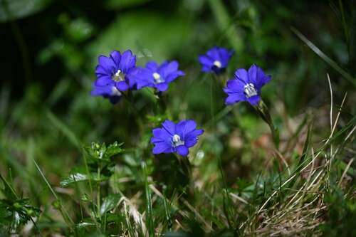 Pyrenean Gentian (Gentiana pyrenaica)