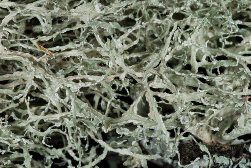 Quipu Lichen
