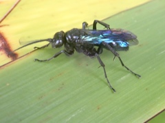 Priocnemis monachus