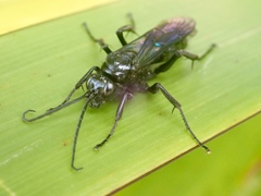 Priocnemis monachus