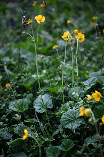 Pyrenean avens (Geum pyrenaicum)