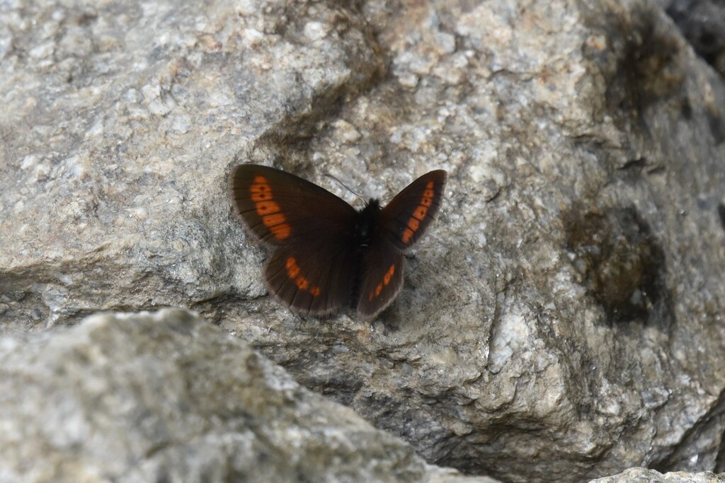 Alpines