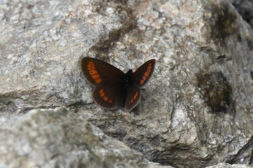 Alpines