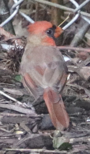 Northern Cardinal