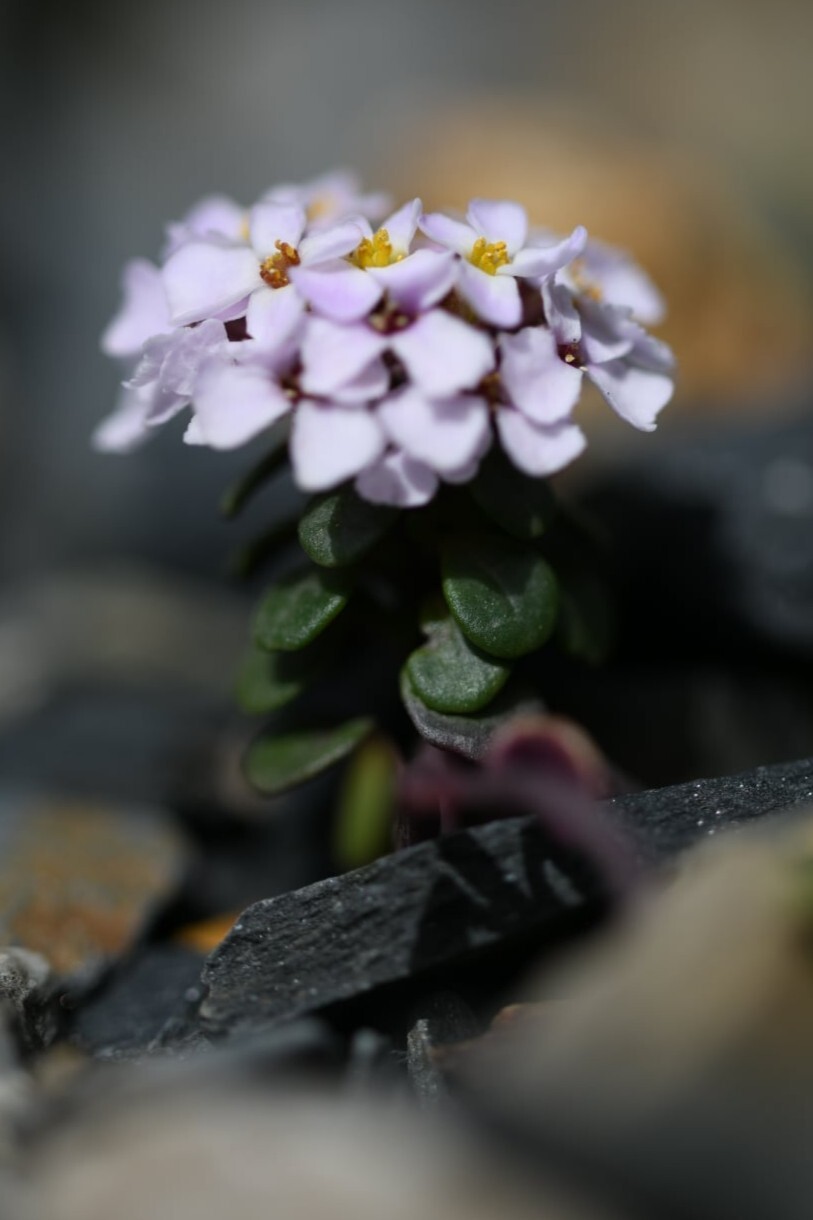 Spoon-Leaved Candytuft (Iberis spathulata)