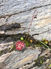 Drosera venusta