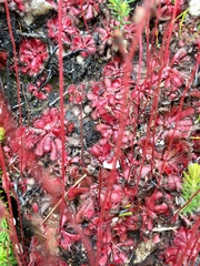 Drosera venusta
