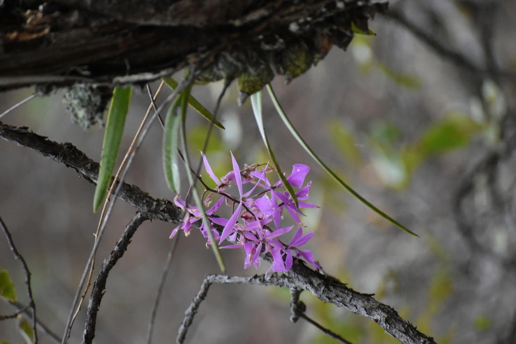 Encyclia kennedyi (Fowlie & Withner) Hágsater 2