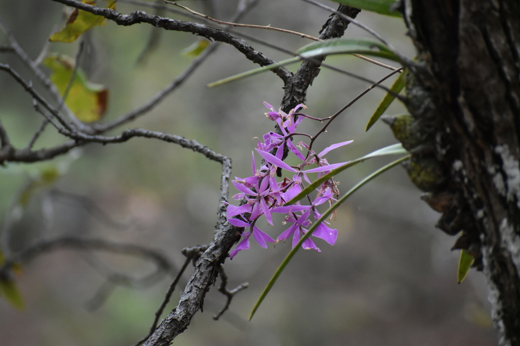 Encyclia kennedyi (Fowlie & Withner) Hágsater