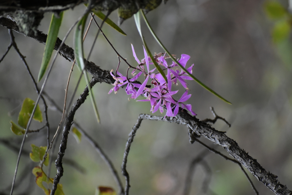 Encyclia kennedyi (Fowlie & Withner) Hágsater 3
