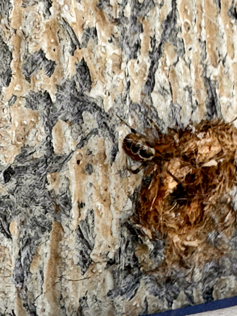 Theridion pictum