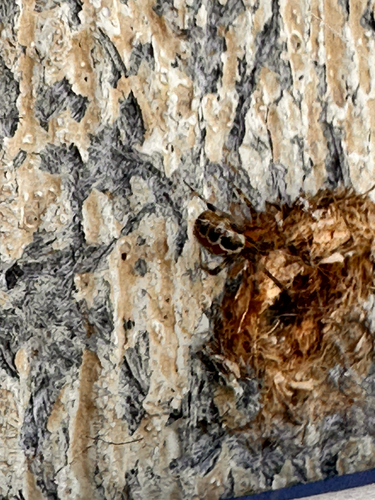 Theridion pictum