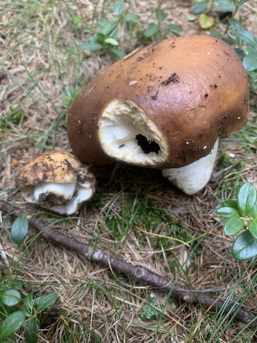 Russula mustelina — (c) Manuela Fiorini, some rights reserved (CC BY)