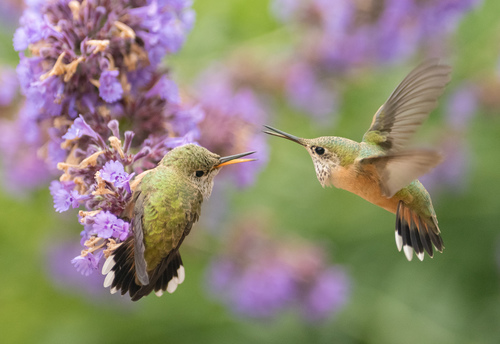 Calliope Hummingbird photographed in Wyoming