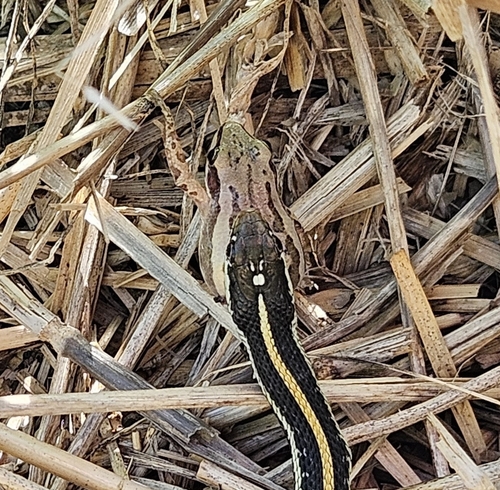 Boreal Chorus Frog photographed in Kansas
