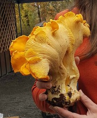 Cantharellus cascadensis