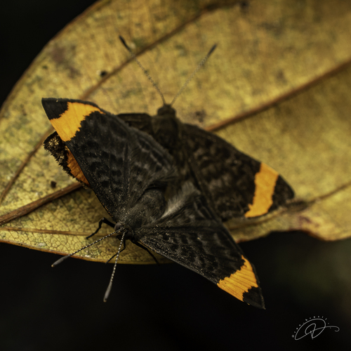 Stichelia catarinensis