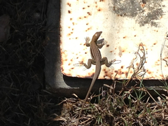 Pholidoscelis plei