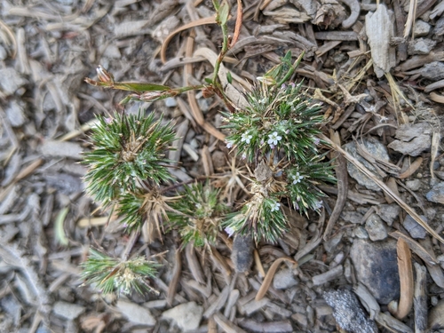mountain navarretia (Navarretia divaricata)