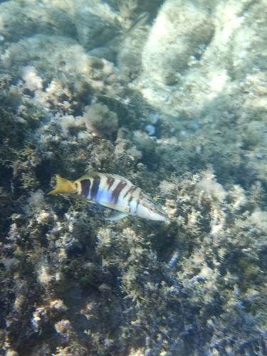 Serranus scriba