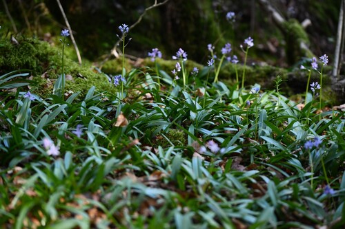 Scilla lilio-hyacinthus