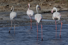 Phoenicopterus roseus