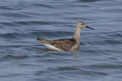 Calidris pugnax