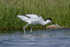 Recurvirostra avosetta