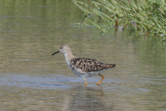 Calidris pugnax