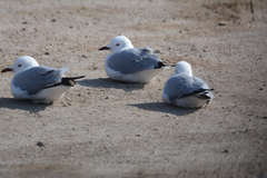 Chroicocephalus hartlaubii