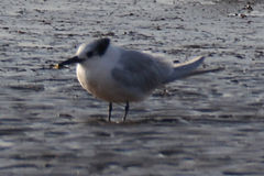 Thalasseus sandvicensis