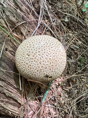 common earthball