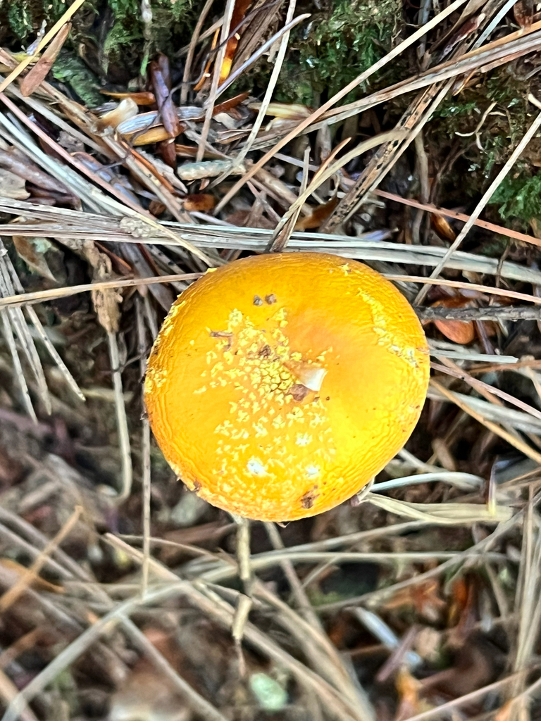 amanita mushrooms
