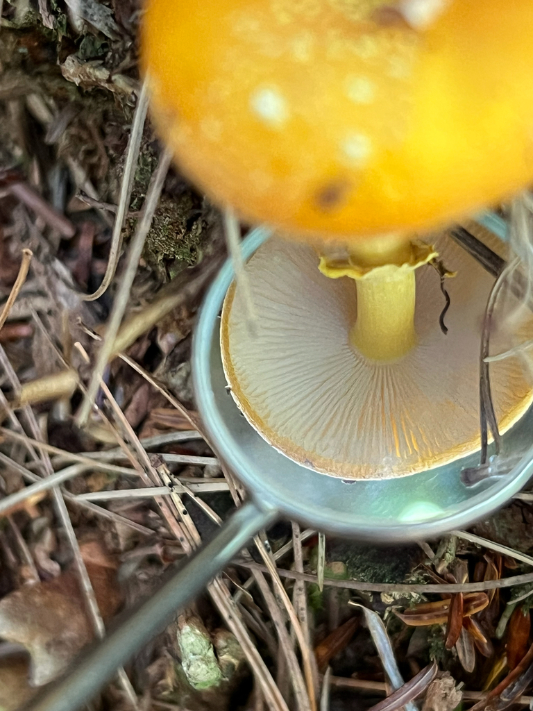 amanita mushrooms