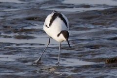 Recurvirostra avosetta