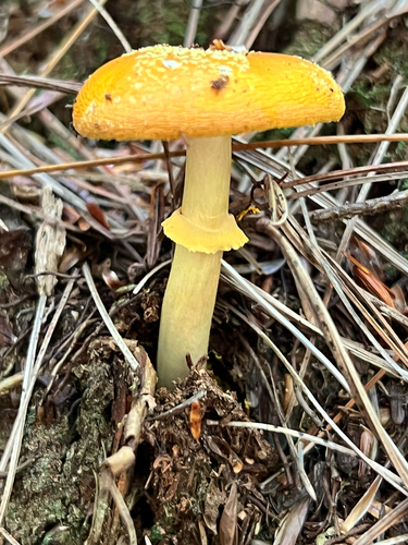 amanita mushrooms