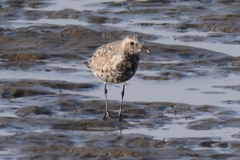 Pluvialis squatarola