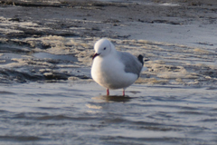 Chroicocephalus hartlaubii